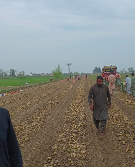 POTATOES PROCESSING