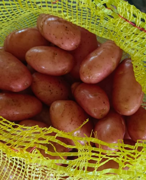 POTATOES PROCESSING