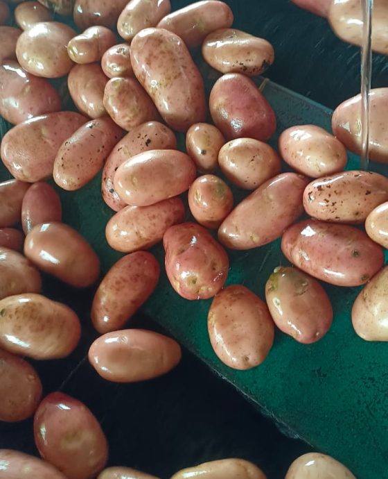 POTATOES PROCESSING